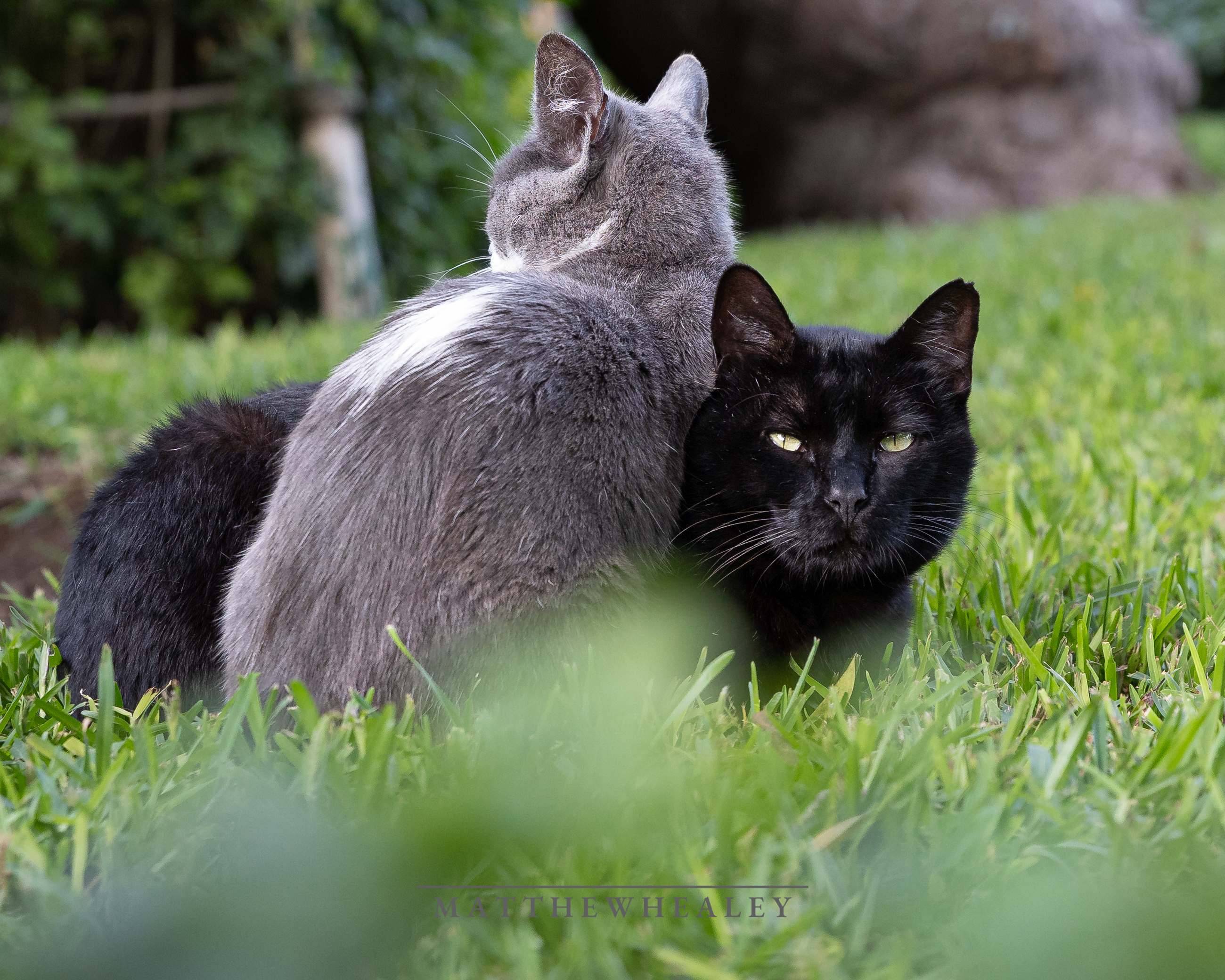 A black and gray cat which are lay on top of each other, with one looking into the camera lens.